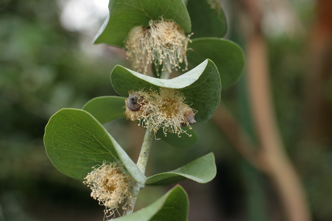 eucalyptus