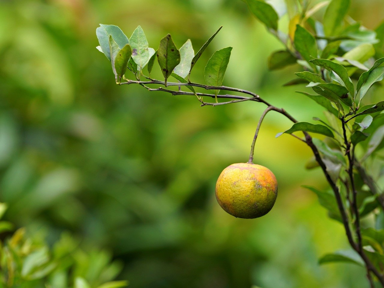 mandarinka