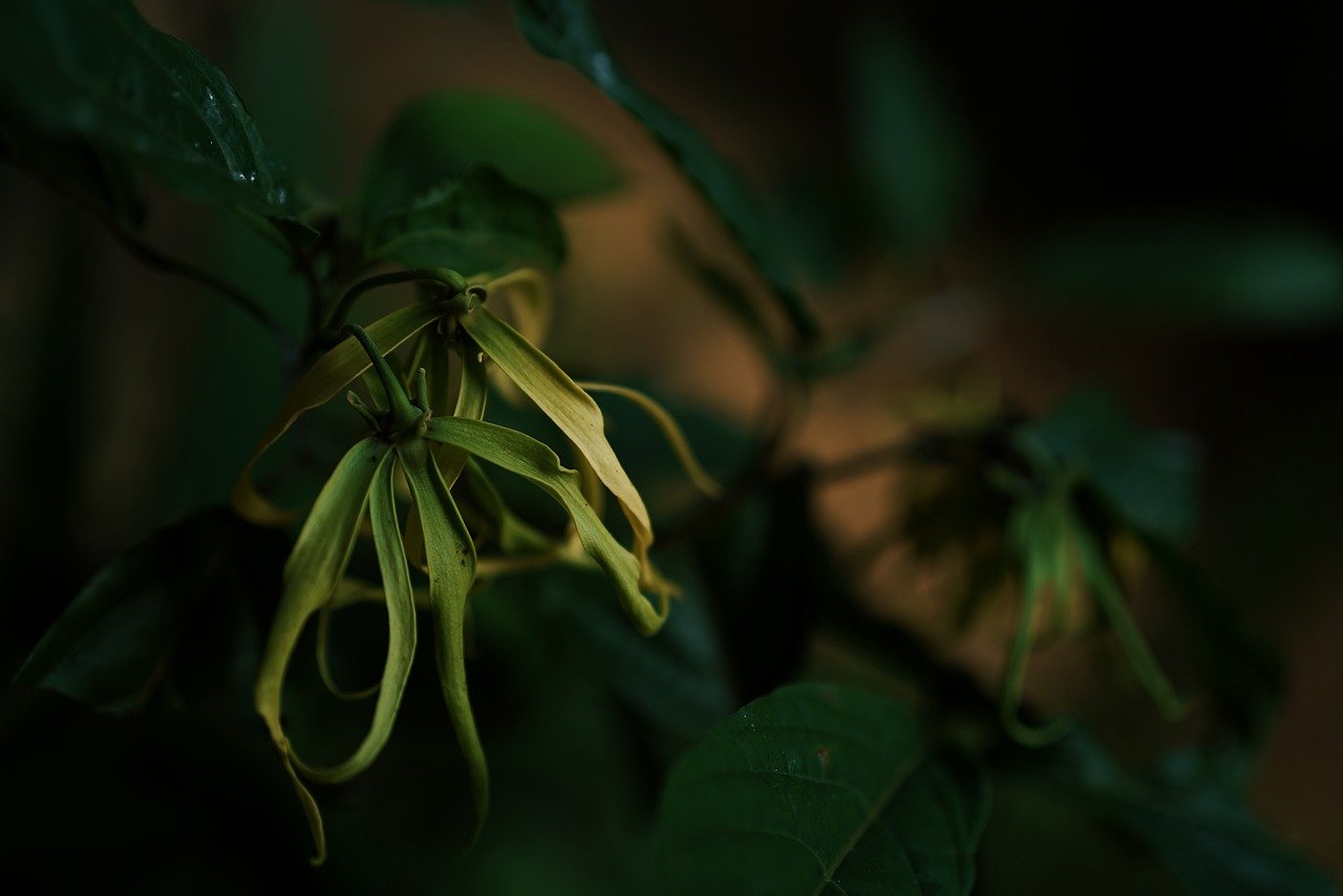 ylang-ylang